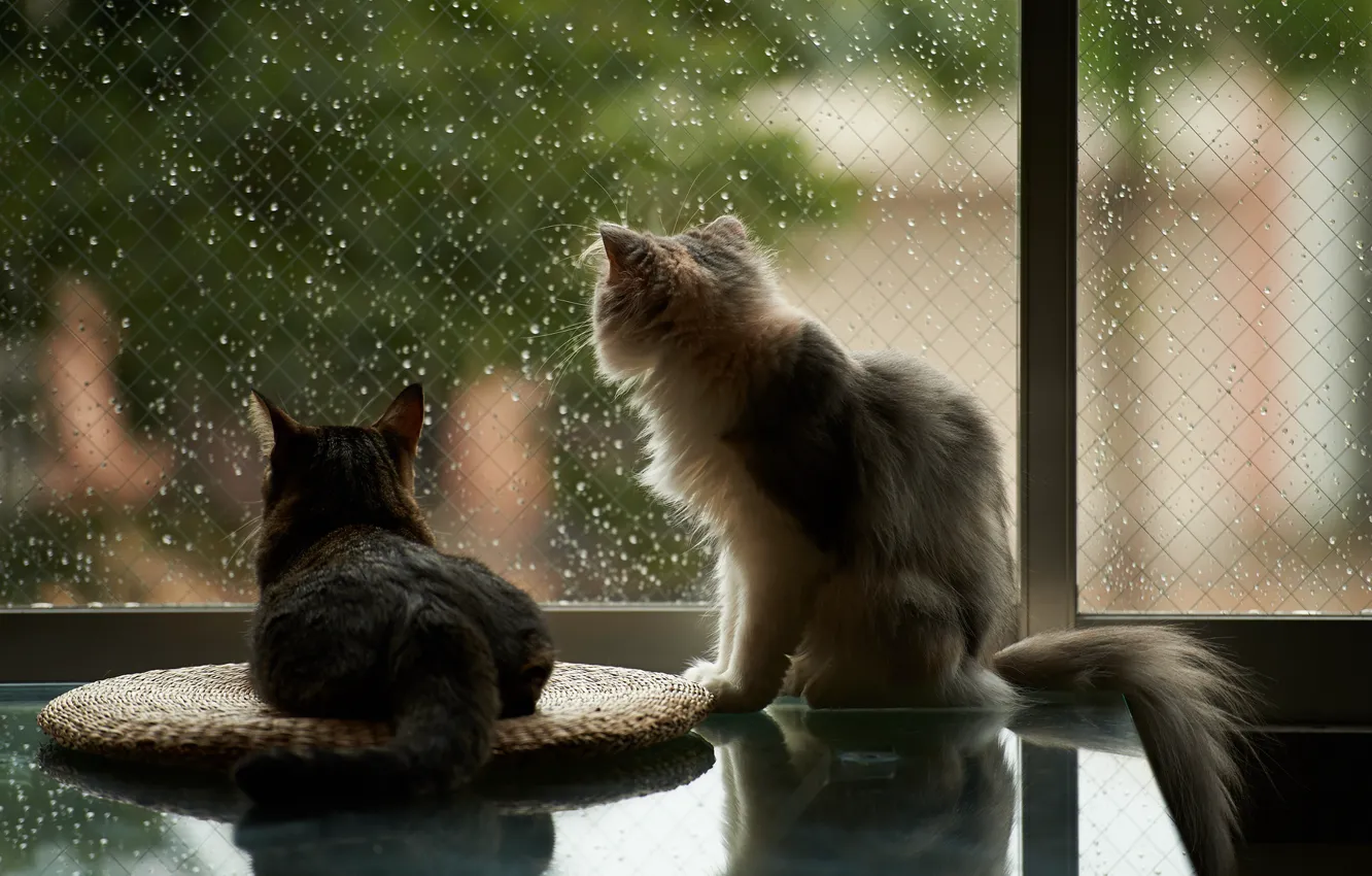 Photo wallpaper cats, house, rain, window