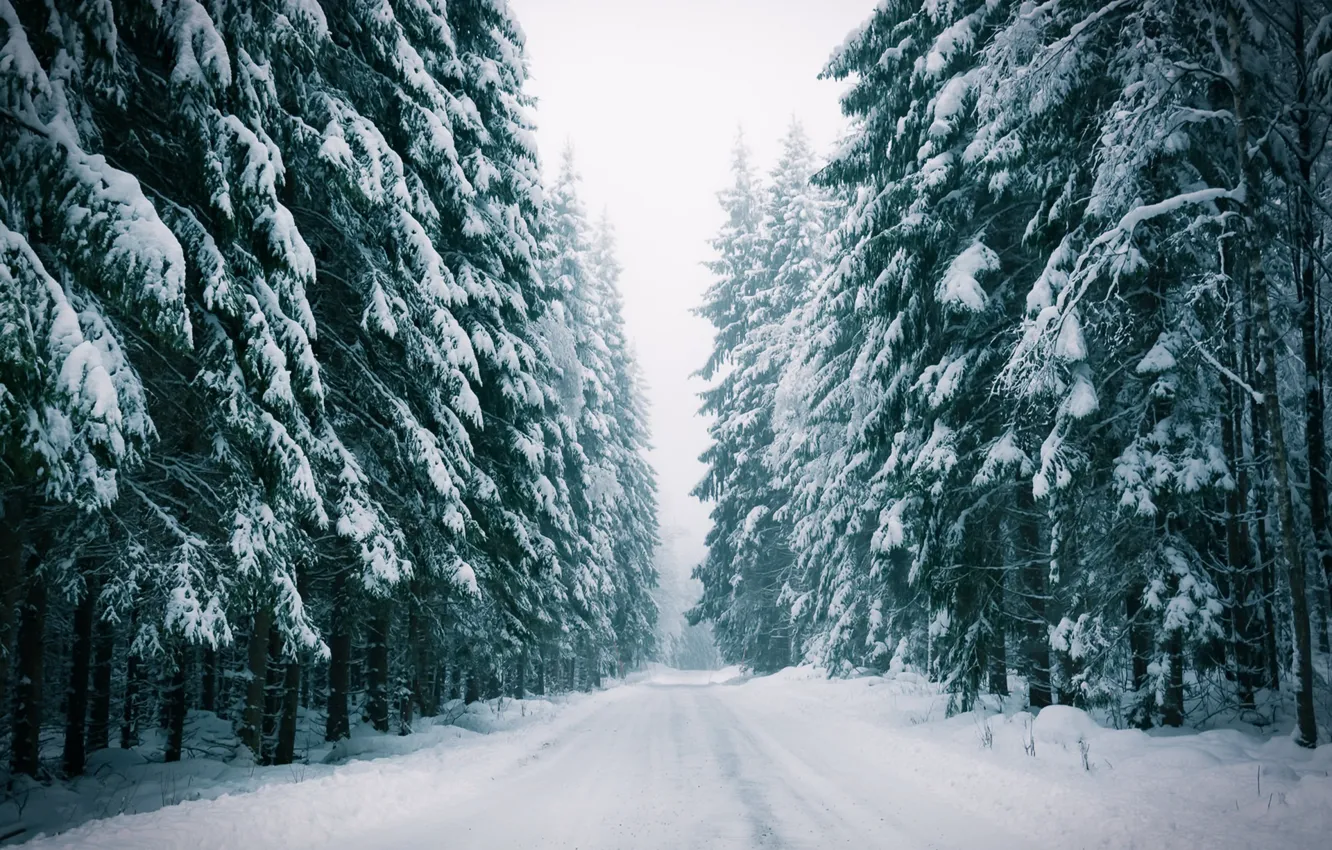 Photo wallpaper winter, road, forest, fog