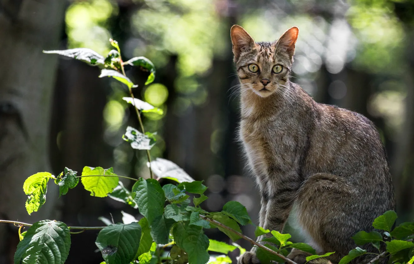 Photo wallpaper look, branches, wild cat, Forest cat