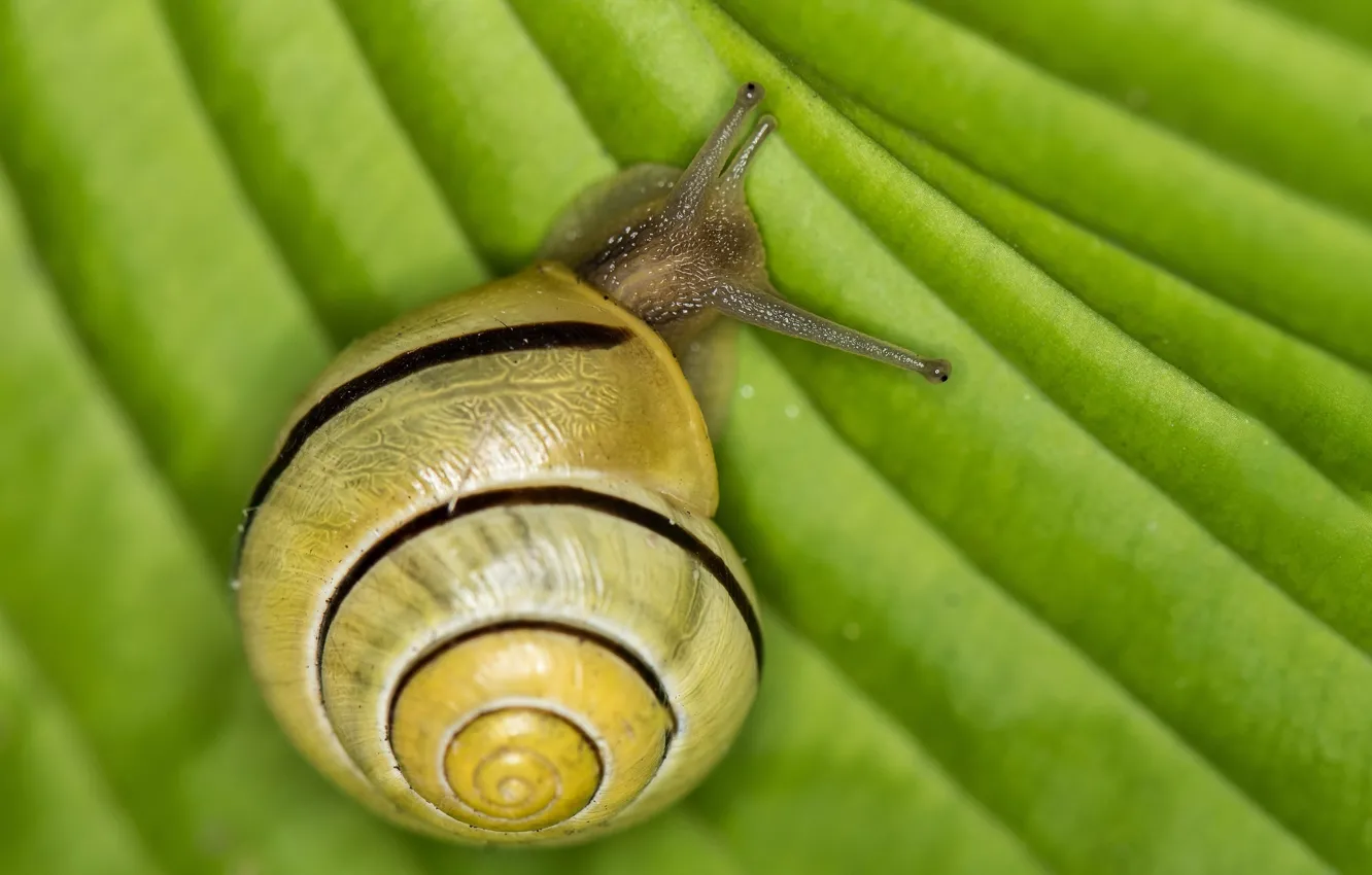 Photo wallpaper macro, sheet, snail