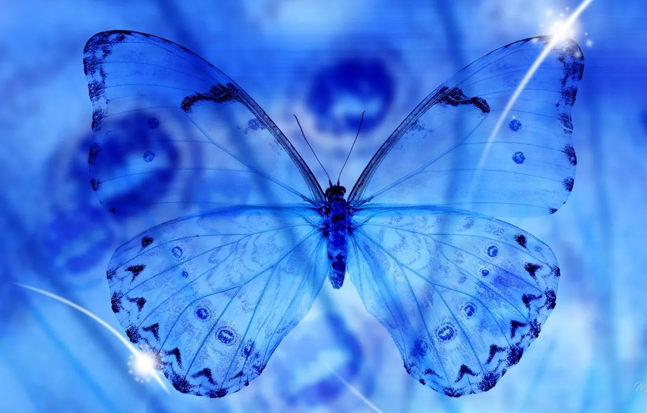 Photo wallpaper transparency, macro, butterfly, wings, blue, macro