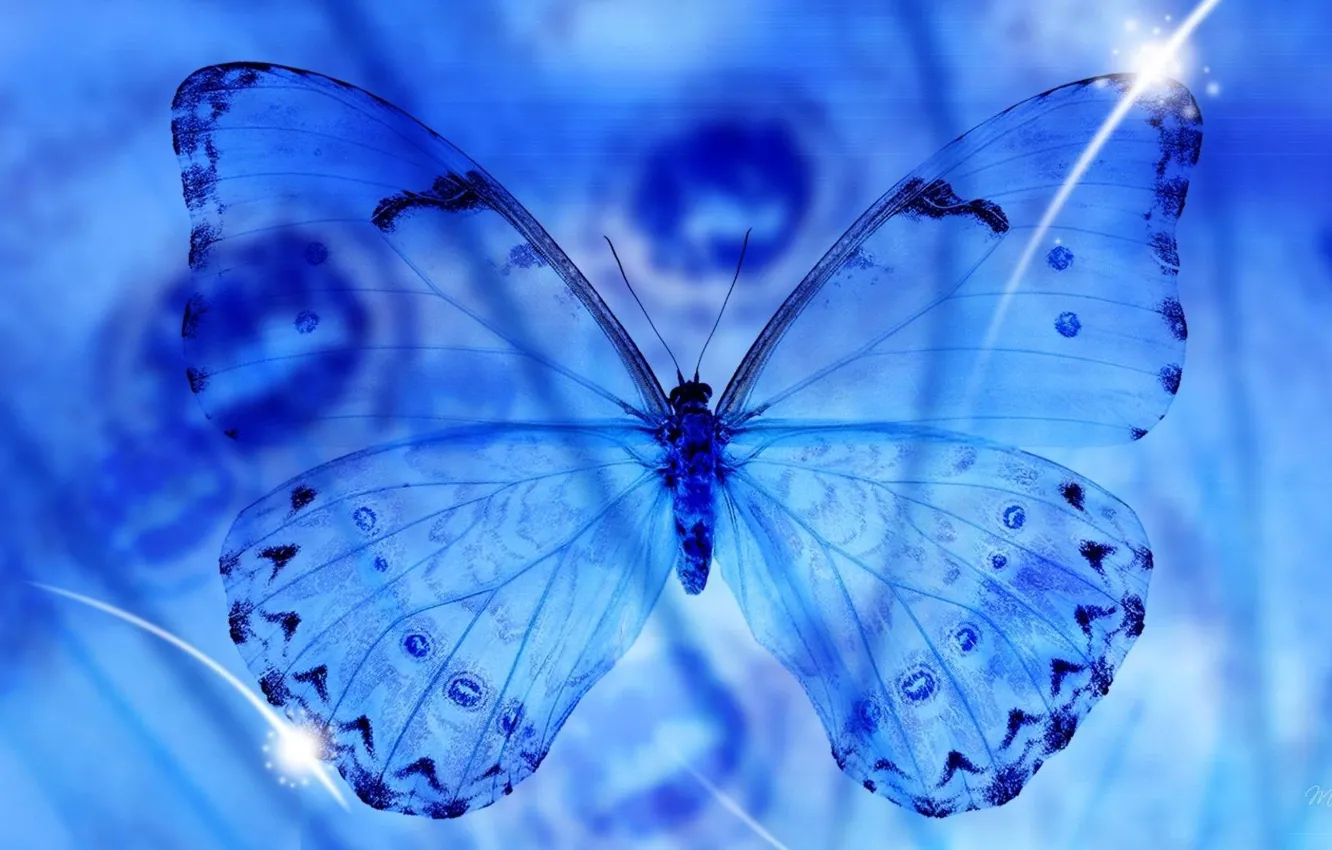 Photo wallpaper transparency, macro, blue, butterfly, wings, macro