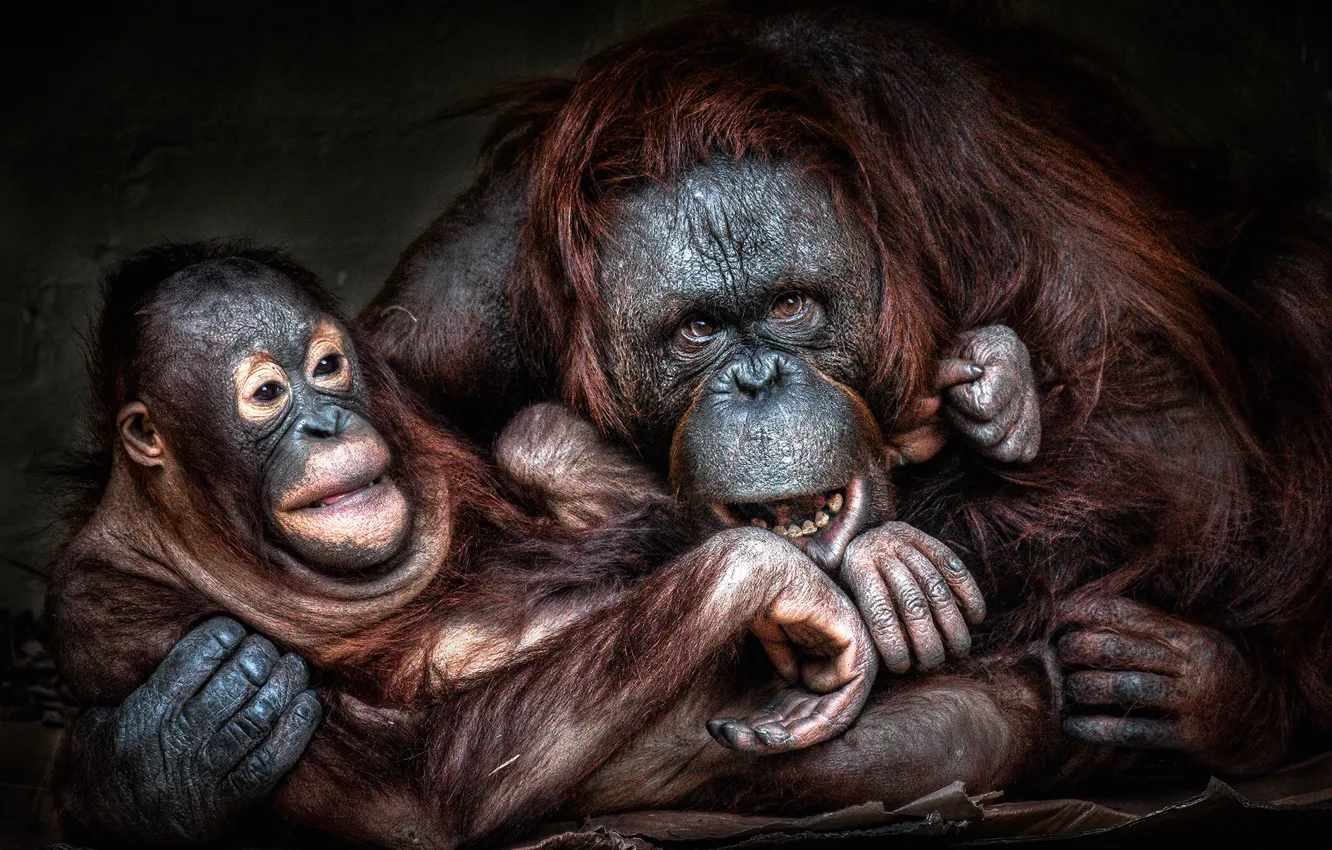 Photo wallpaper look, face, pose, monkey, cub, mom, orangutan