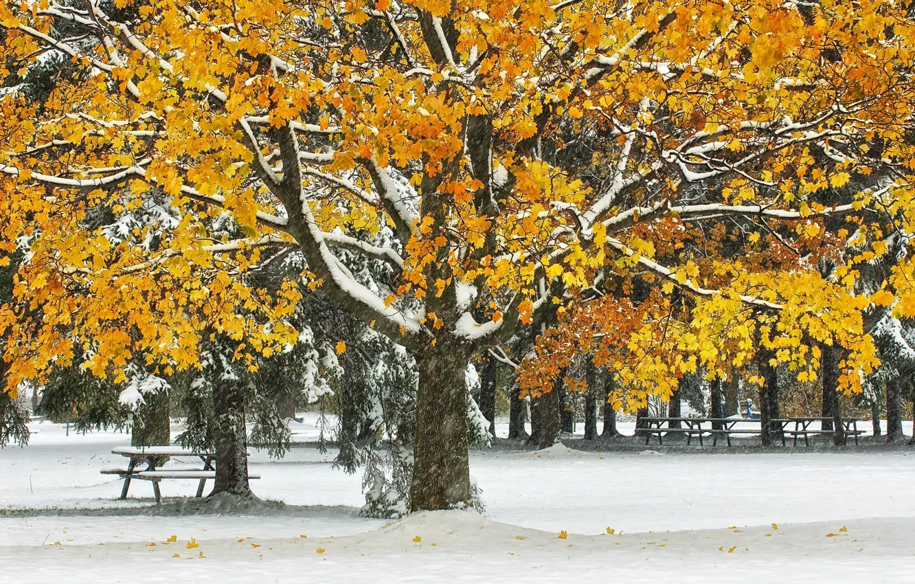 Photo wallpaper autumn, leaves, snow, trees, Park, table, bench