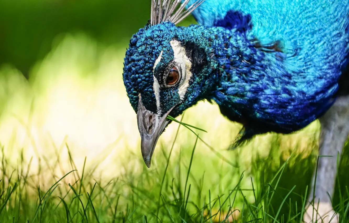 Photo wallpaper macro, nature, bird, peacock, weed