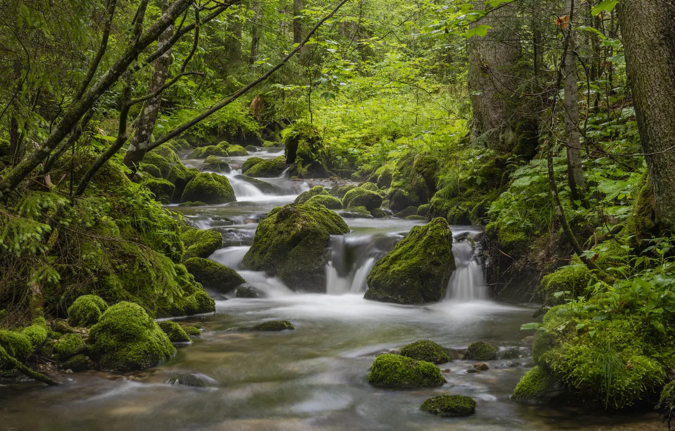 Photo wallpaper forest, nature, river, waterfall