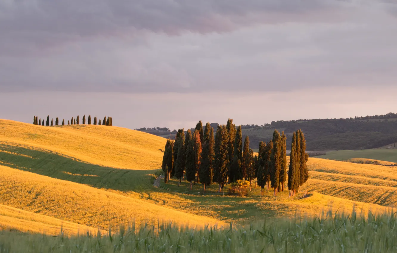 Photo wallpaper trees, field, Italy, hills, sunlight, countryside, Tuscany, farmland