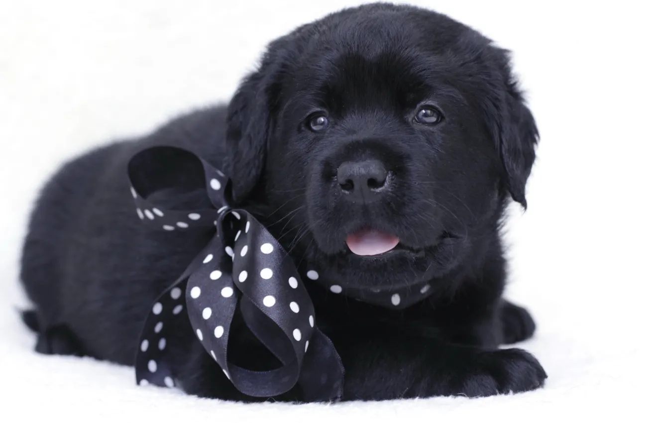 Photo wallpaper black, puppy, bow, Labrador