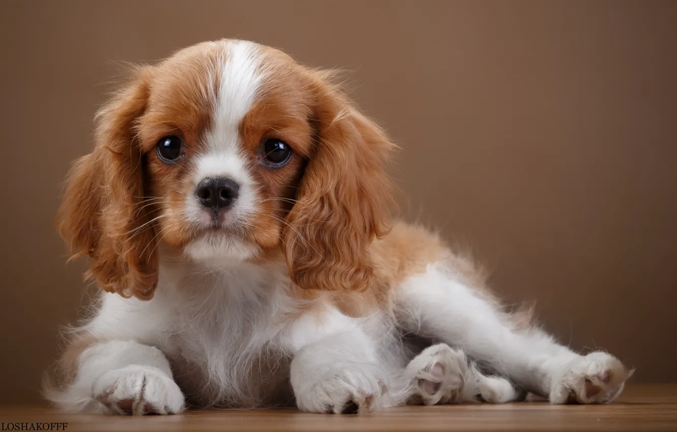 Photo wallpaper puppy, ears, breed, Spaniel