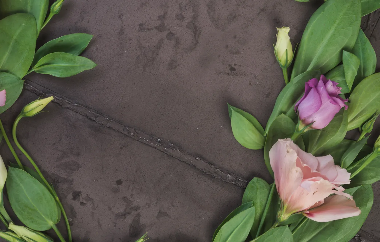 Photo wallpaper flowers, background, pink, buds, pink, flowers, eustoma, eustoma