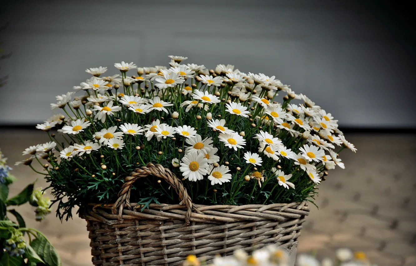 Photo wallpaper Flowers, Basket, Basket with Flowers