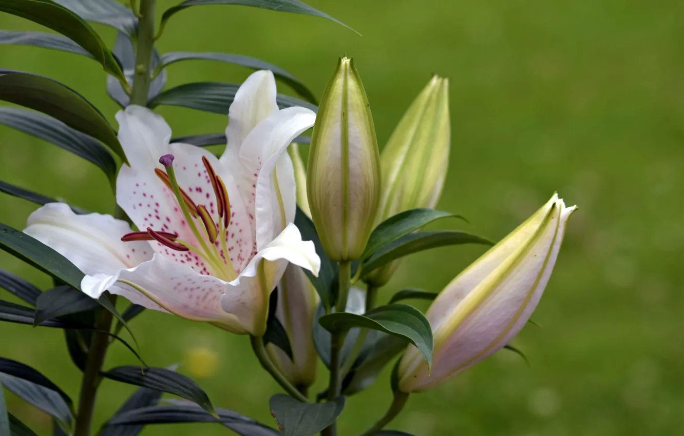 Photo wallpaper flowers, Lily, branch, flowering