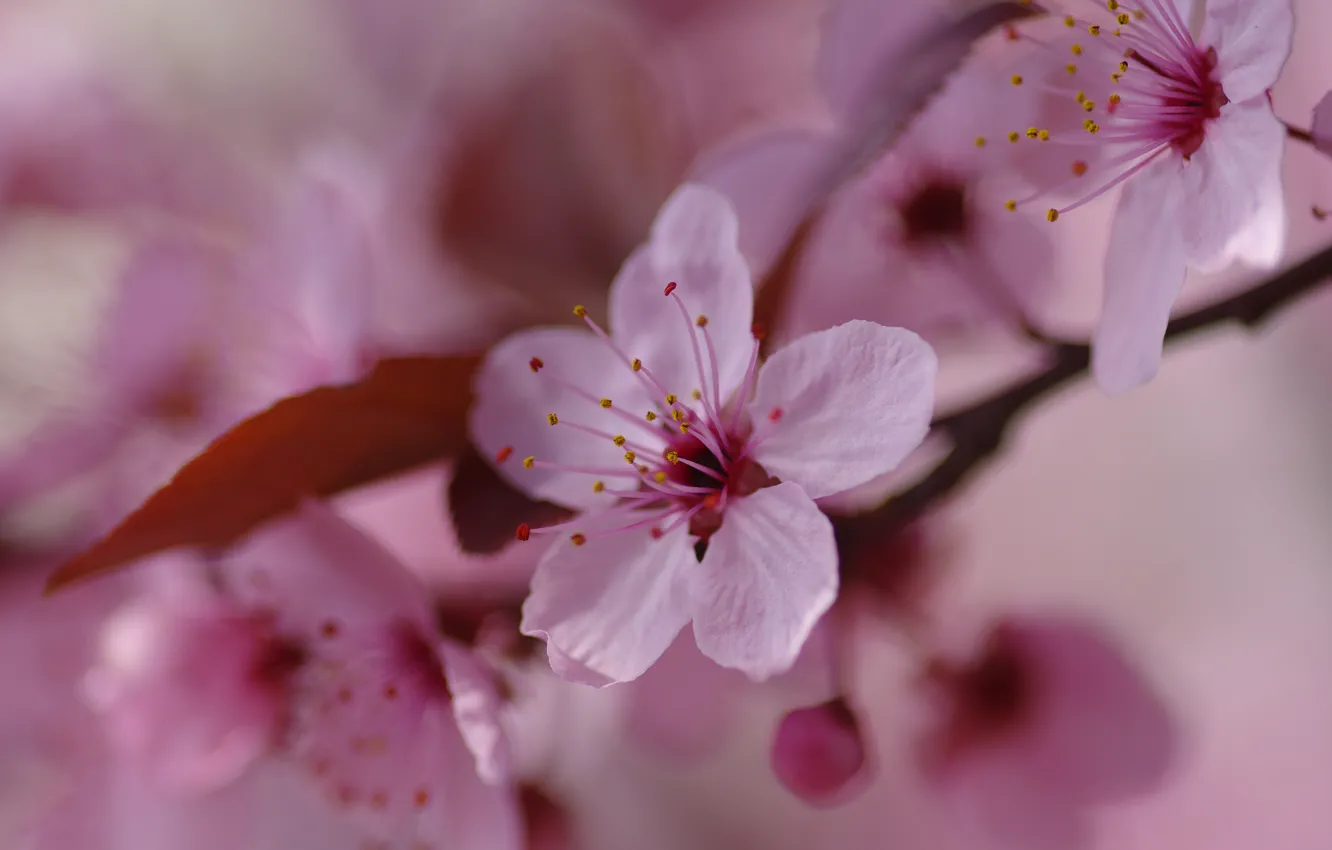 Photo wallpaper macro, flowers, branches, cherry, background, blur, spring, Sakura