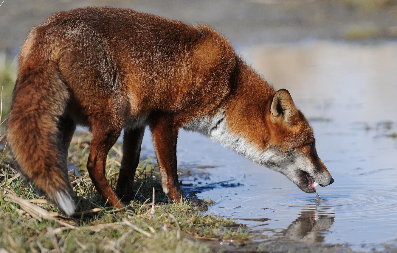 Photo wallpaper Fox, red, drink, pond