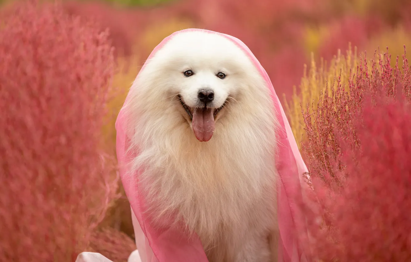 Photo wallpaper white, look, pose, portrait, dog, puppy, fabric, pink