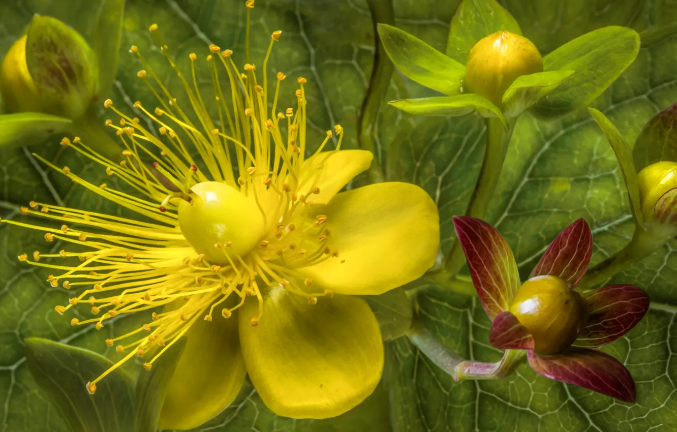 Photo wallpaper macro, petals, stamens, St. John's wort