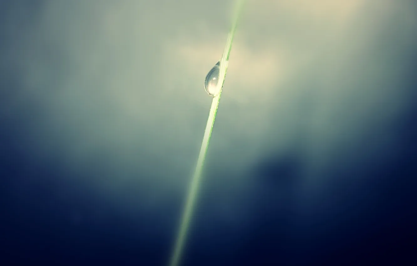 Photo wallpaper drop, tenderness, Moment, sprig.