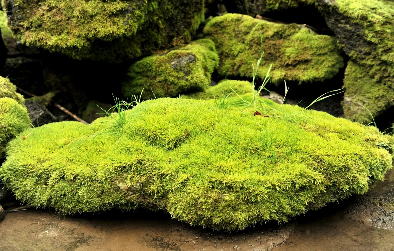 Photo wallpaper grass, stones, moss, blur