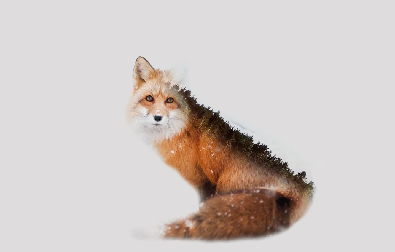 Photo wallpaper trees, Fox, by 0l-Fox-l0