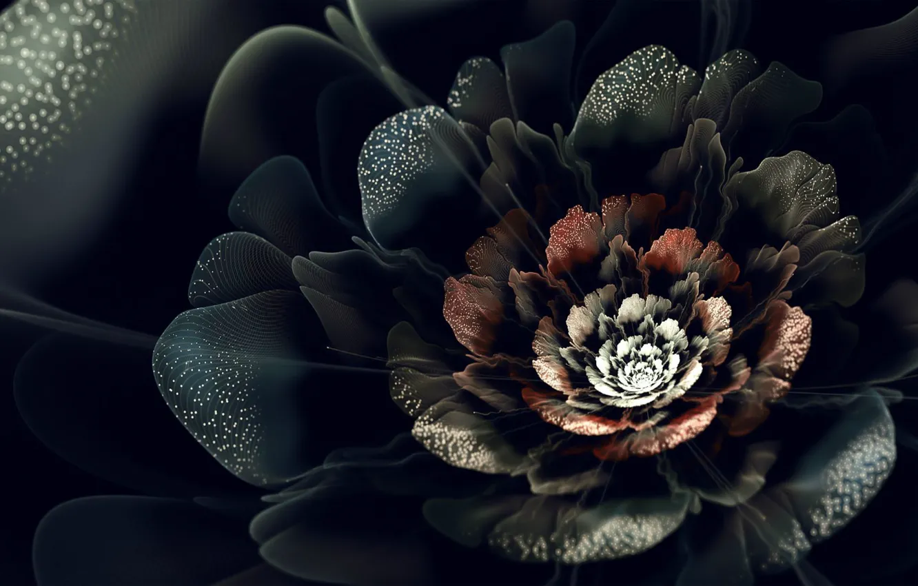 Photo wallpaper white, flower, red, black, petals