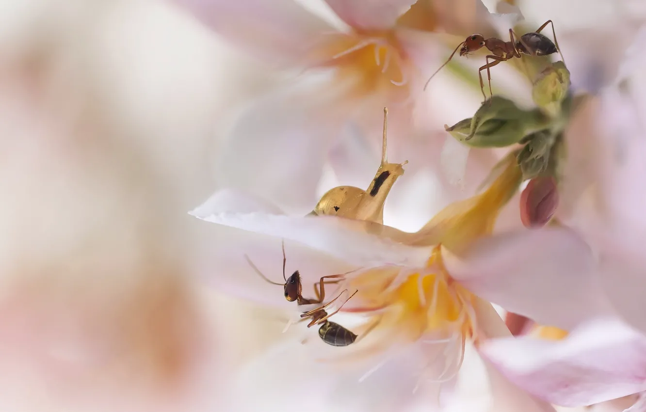 Photo wallpaper flowers, snail, ants, pale pink