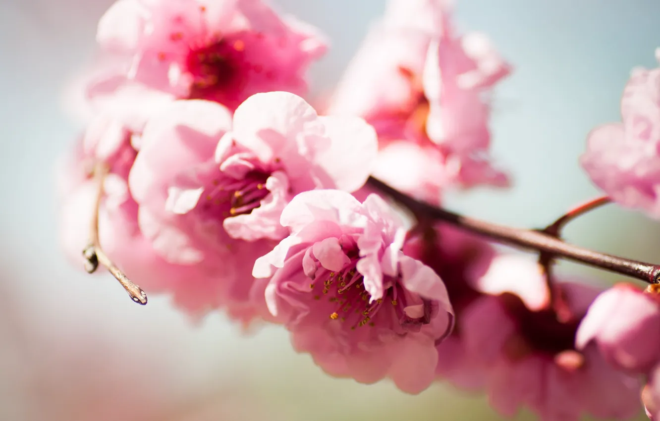 Photo wallpaper flowers, tree, branch, spring, pink, flowering