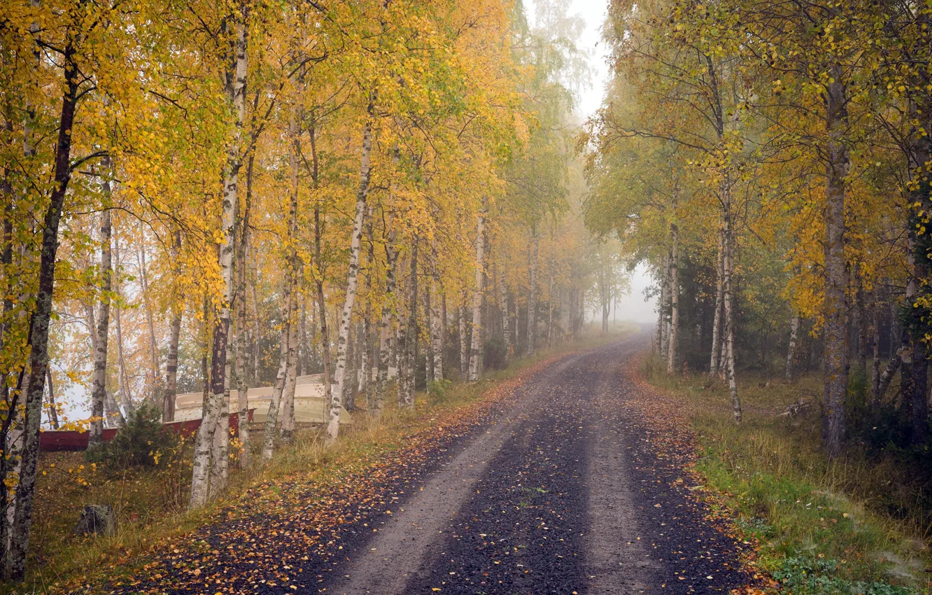 Photo wallpaper road, autumn, birch