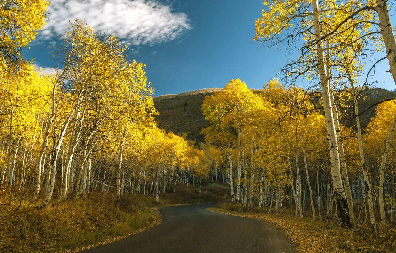 Photo wallpaper road, autumn, forest