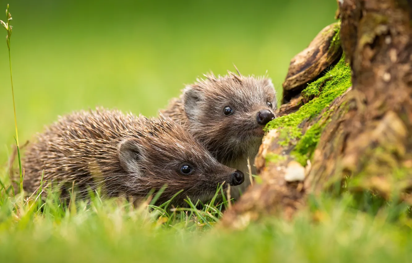 Photo wallpaper greens, grass, look, trees, moss, stump, muzzle, a couple