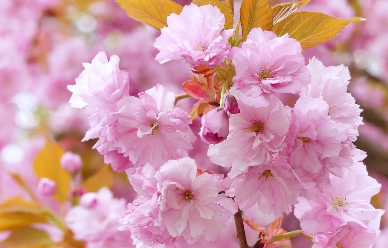 Photo wallpaper rose, flower, blooming