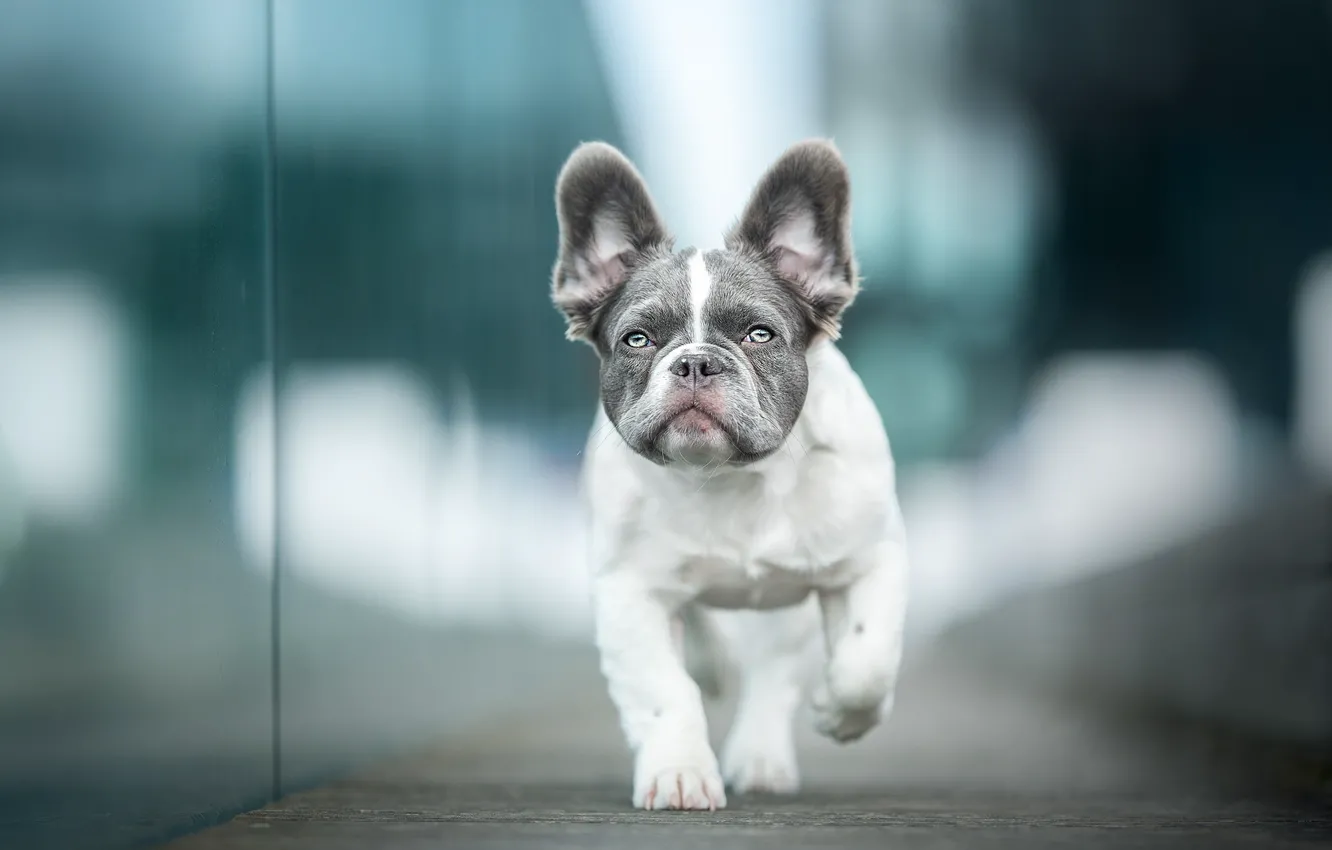 Photo wallpaper dog, blur, puppy, face, French bulldog