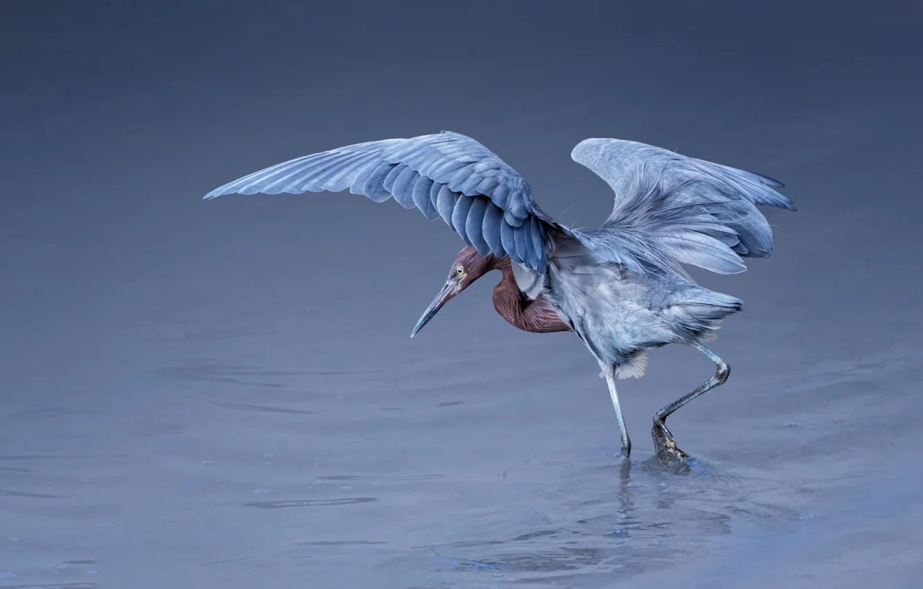 Photo wallpaper water, bird, Heron blue-footed booby
