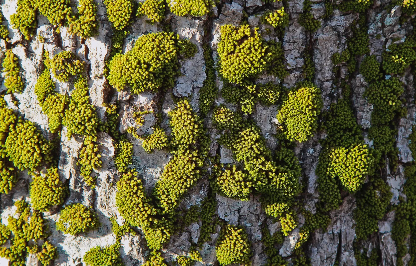 Photo wallpaper macro, bark, lichen, tree bark