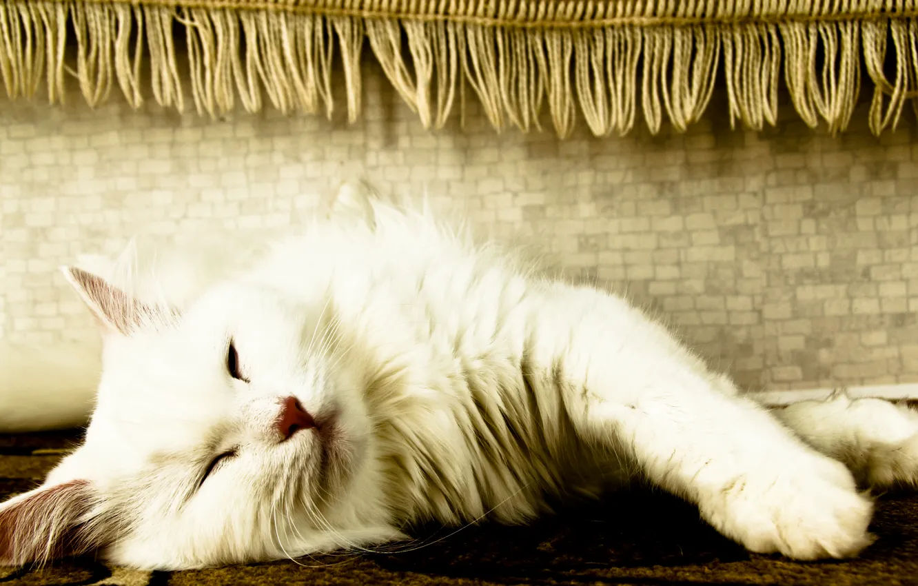 Photo wallpaper cat, white, cat, lies, fringe
