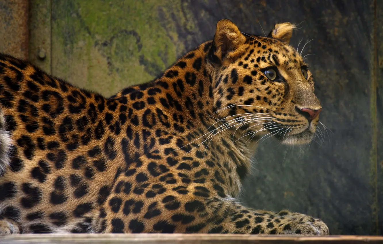 Photo wallpaper look, face, background, leopard, lies