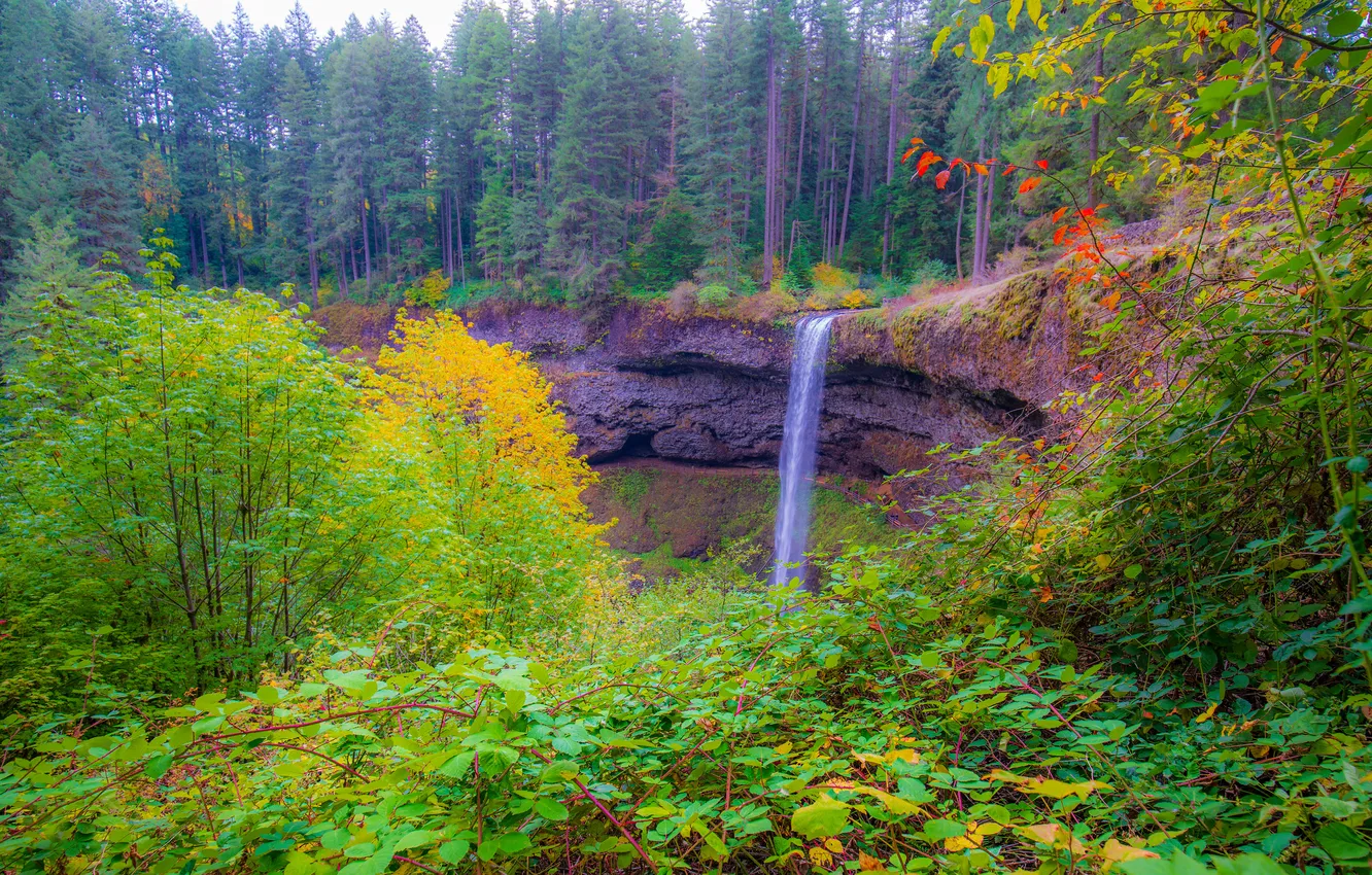 Photo wallpaper greens, autumn, forest, branches, rocks, waterfall, ate, the bushes