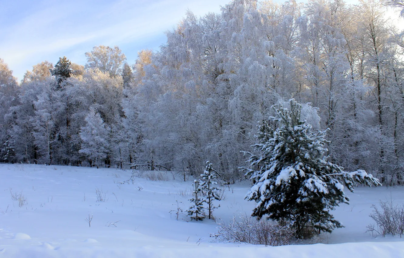 Photo wallpaper winter, forest, the sky, trees, day, the snow