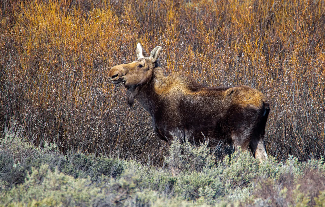 Photo wallpaper thickets, moose, calf