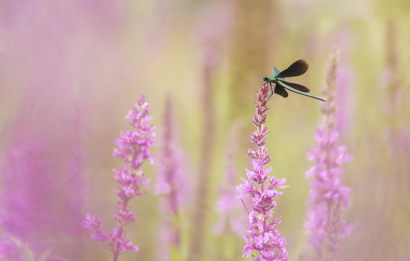 Photo wallpaper macro, flowers, dragonfly