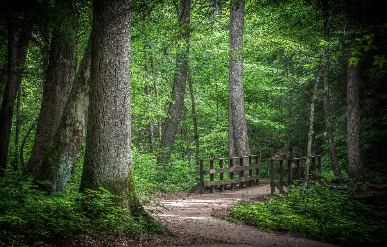 Photo wallpaper forest, bridge, trail, the bridge