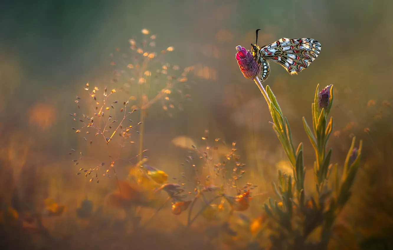 Photo wallpaper flowers, glare, butterfly, glade, meadow, insect, Wallpaper from lolita777