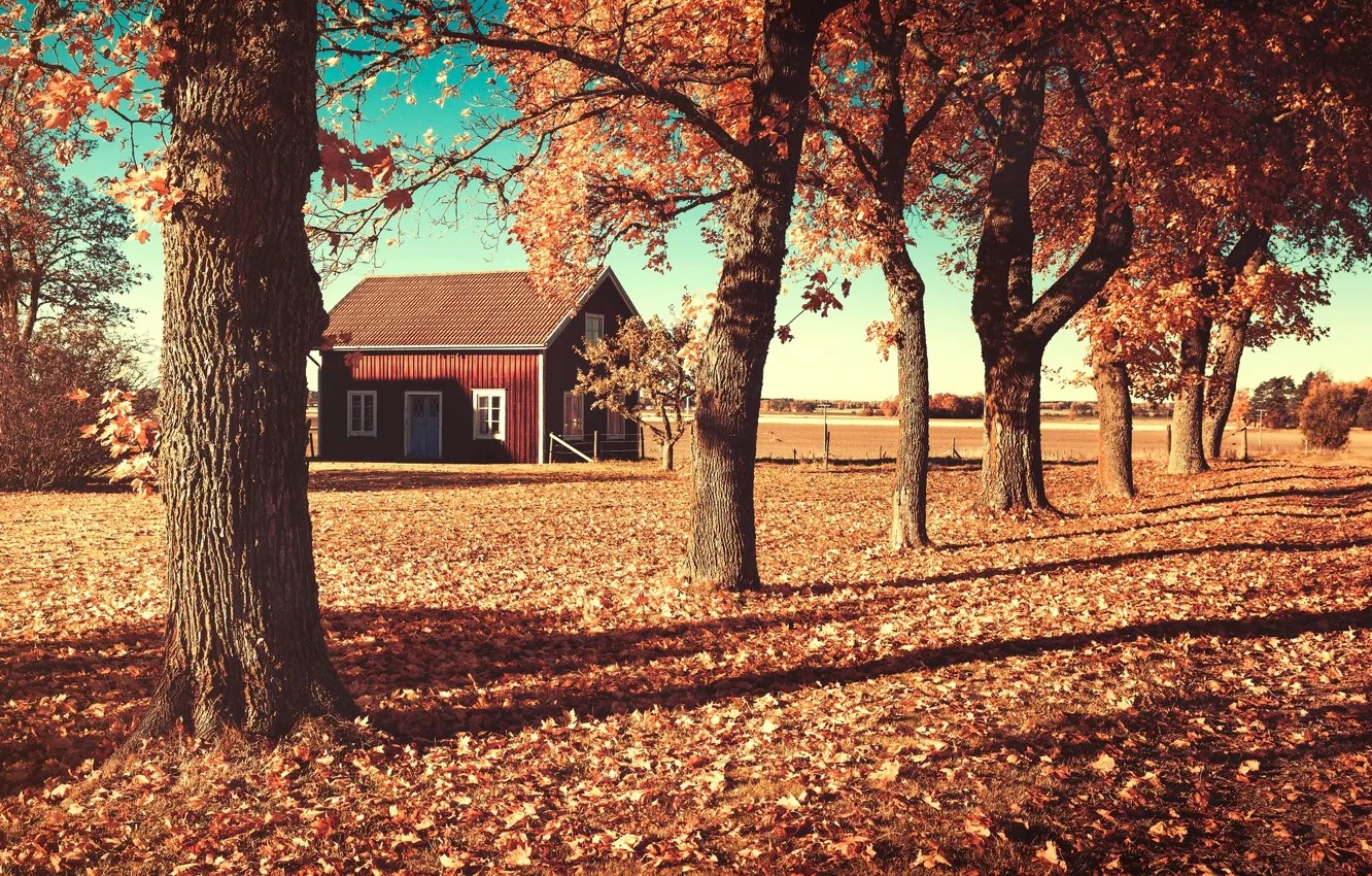 Photo wallpaper field, autumn, leaves, trees, nature, house, house, orange