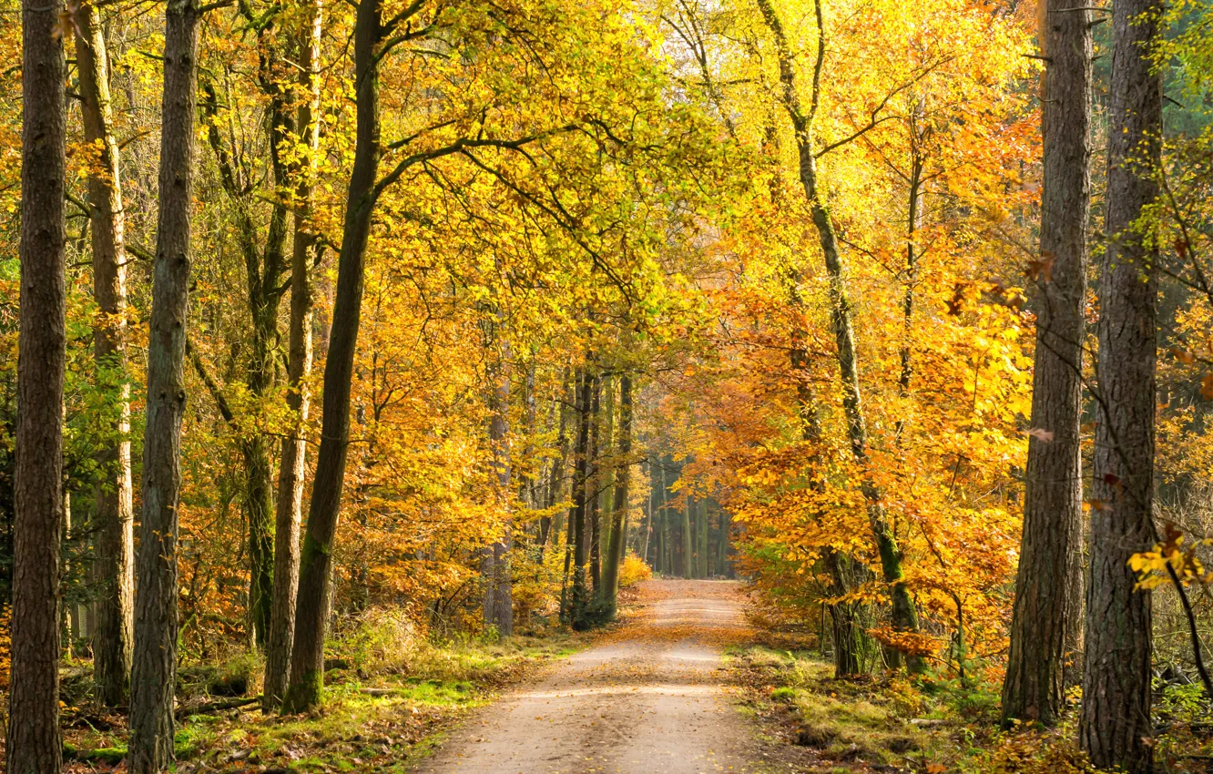 Photo wallpaper road, autumn, forest, leaves, trees, forest, road, park