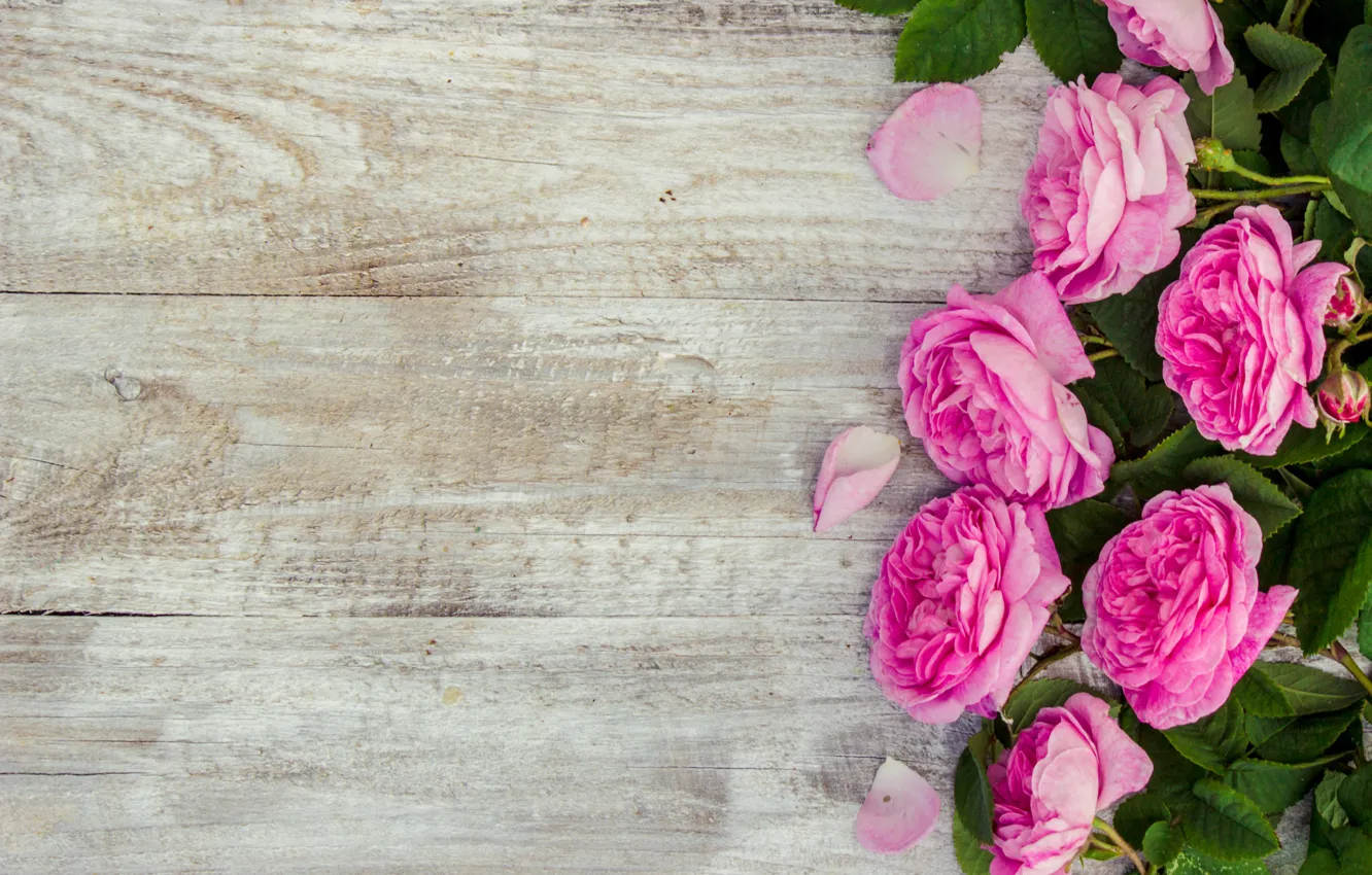 Photo wallpaper flowers, roses, petals, pink, wood, pink, flowers, petals