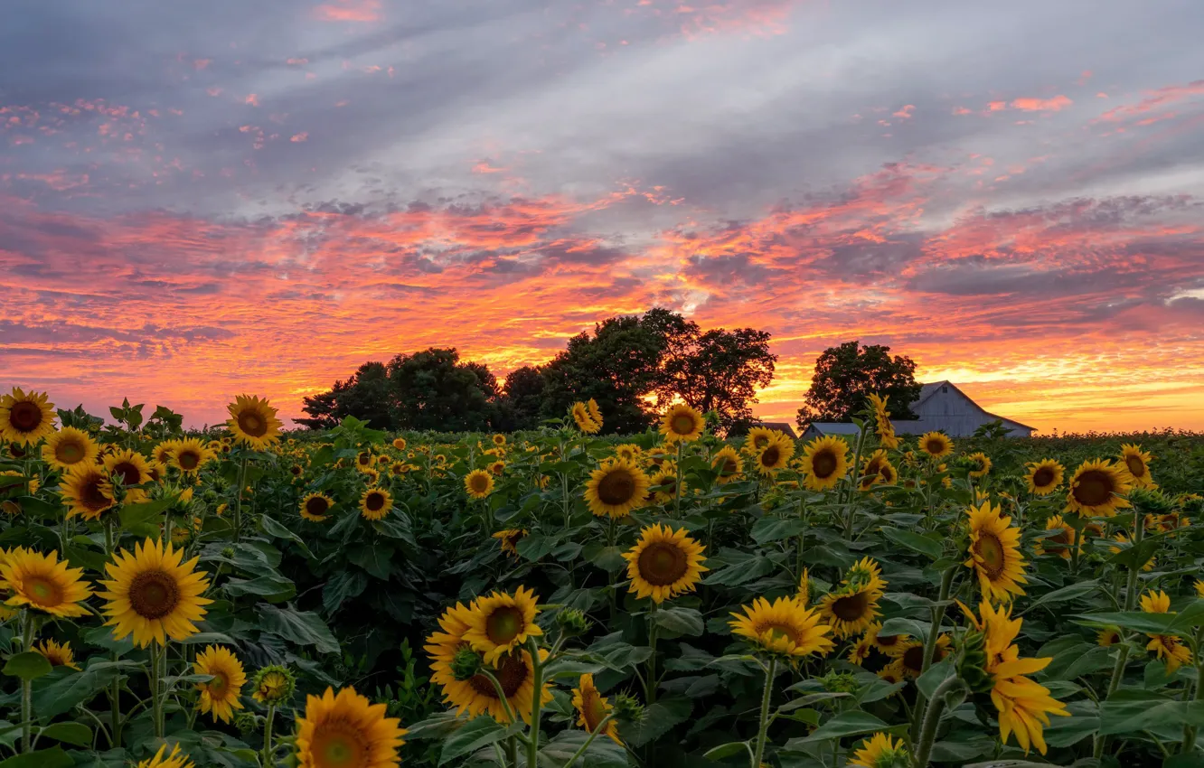 Photo wallpaper field, the sky, sunflowers, house
