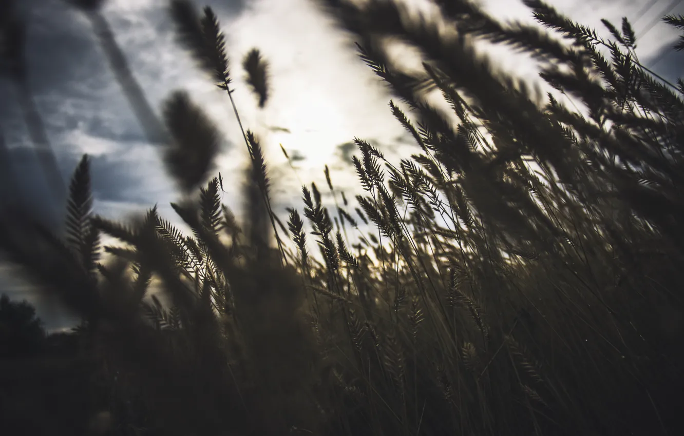 Photo wallpaper sunset, nature, the evening, ears