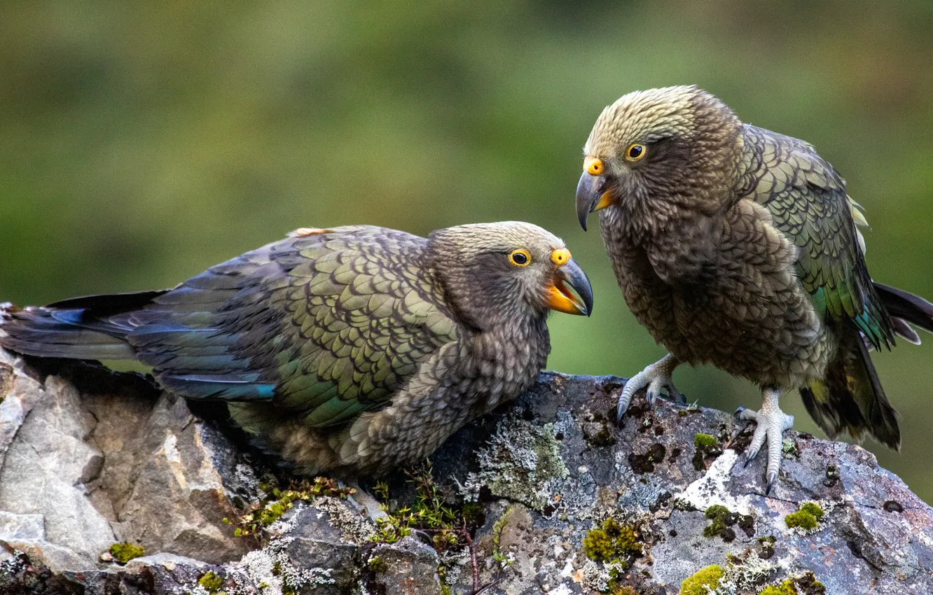 Photo wallpaper birds, pose, stone, parrots, a couple, Kea, two parrots