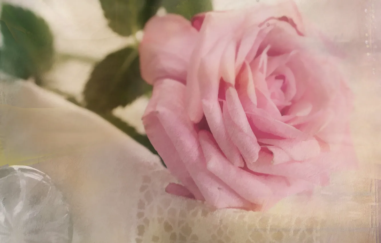 Photo wallpaper rose, blur, lies