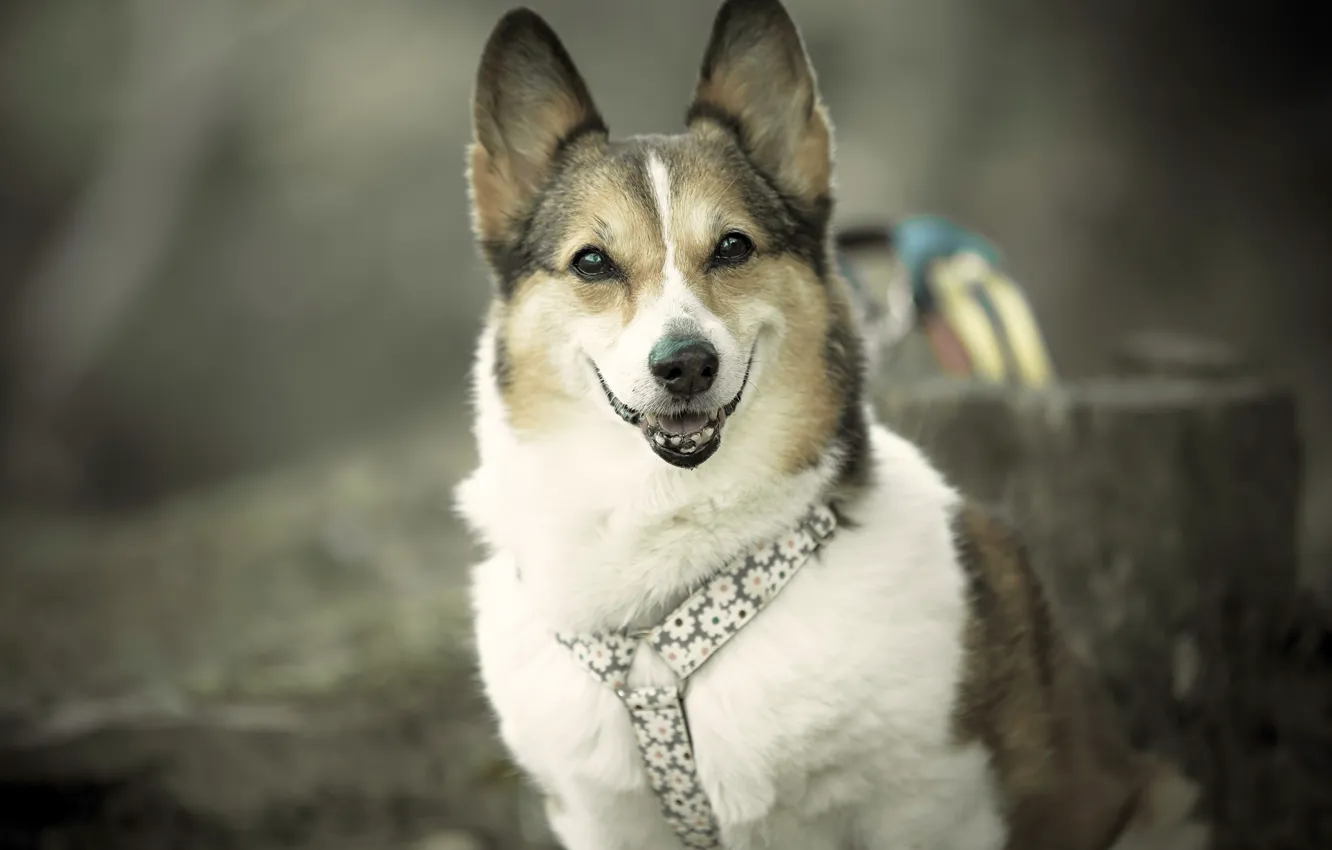 Photo wallpaper look, each, dog