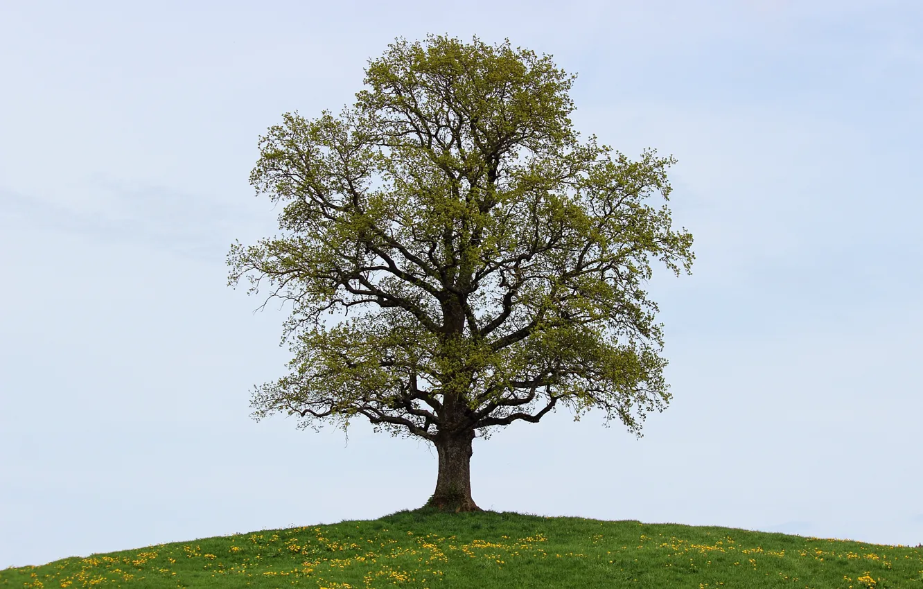 Photo wallpaper grass, trees, flowers